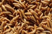 Meelworm 500 gram